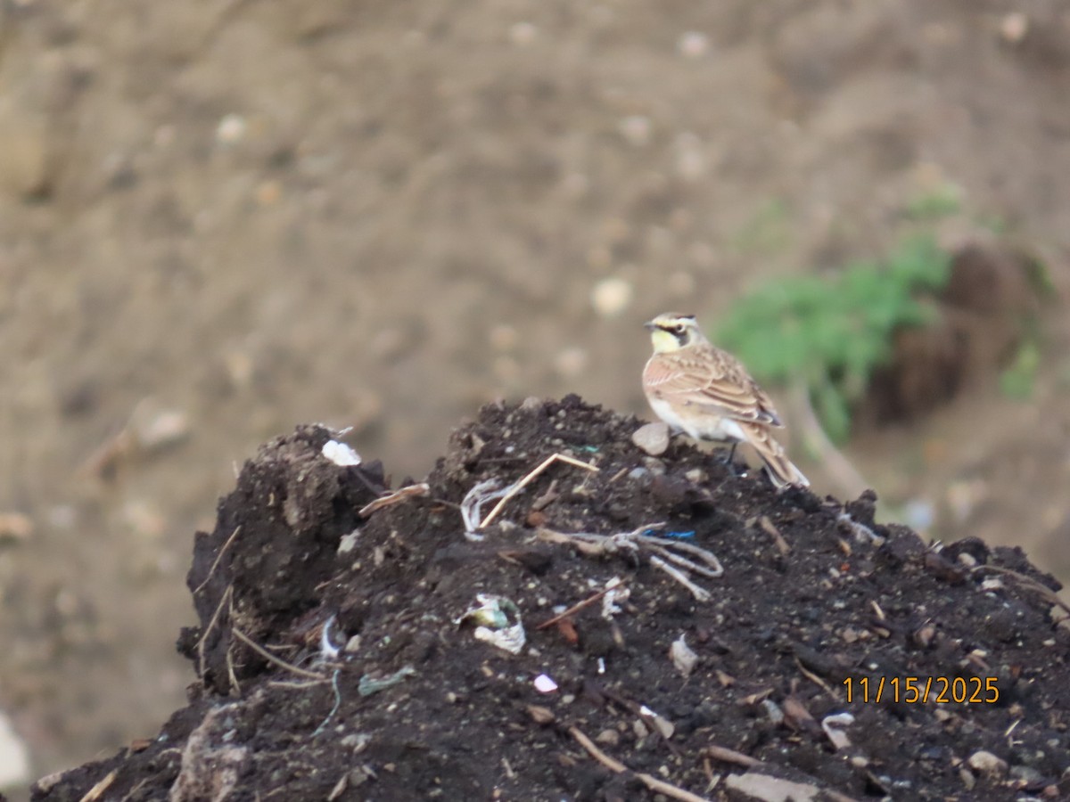 ハマヒバリ - ML645341125