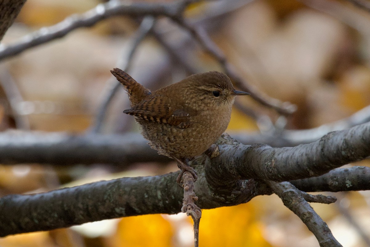Winter Wren - ML645341128