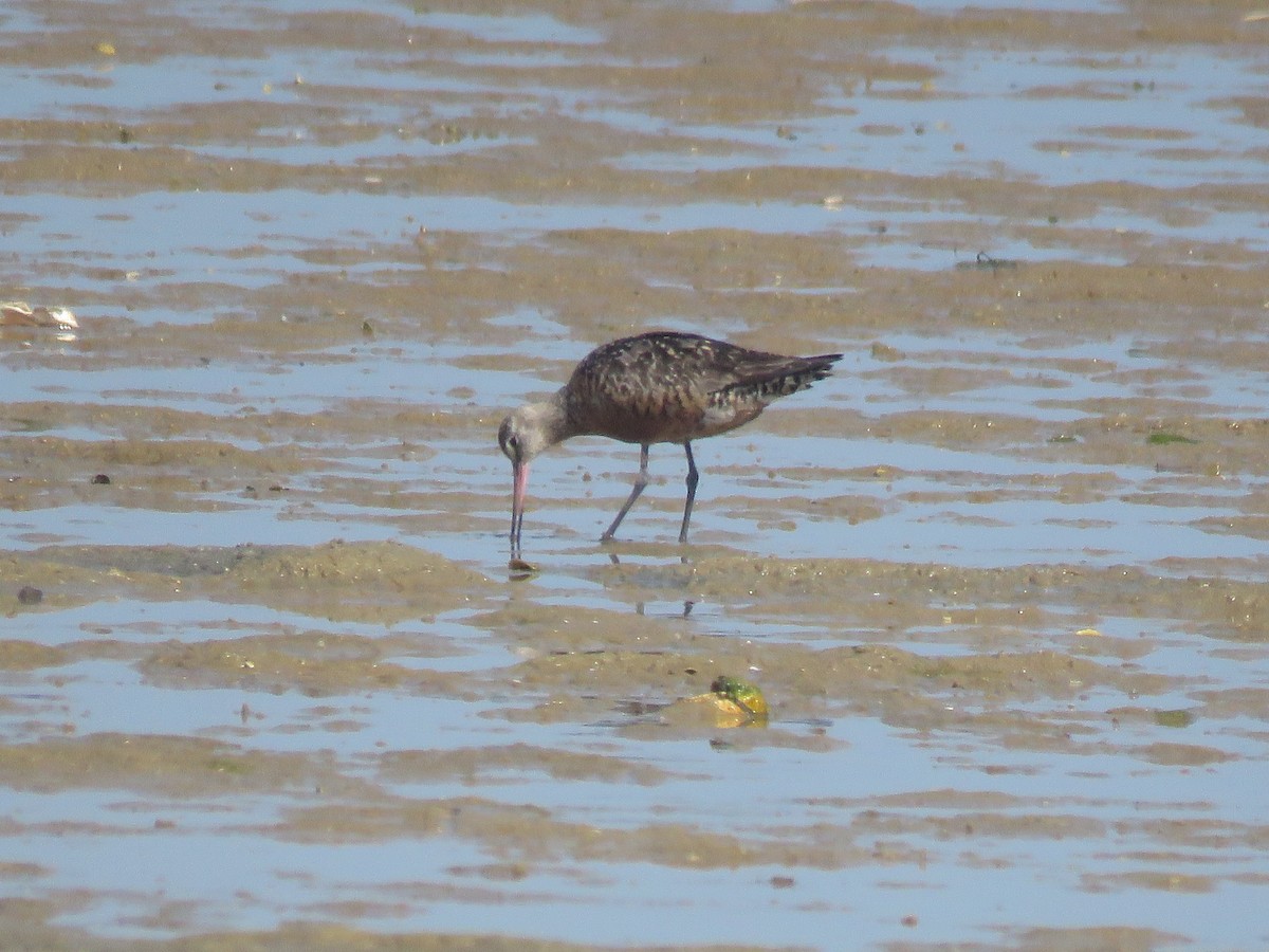 Aguja Café - ML645341132