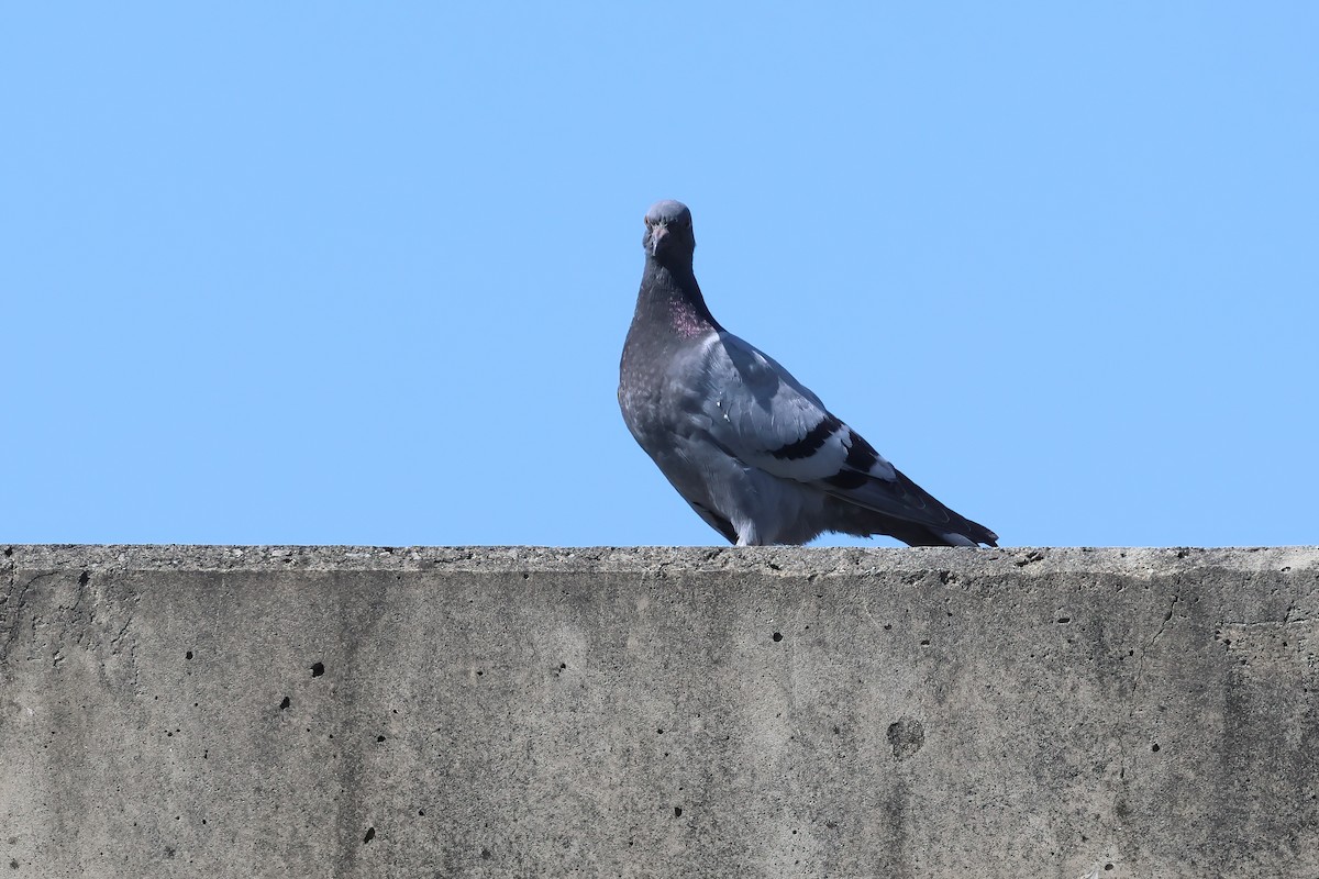 Paloma Bravía (variedad doméstica) - ML645341137