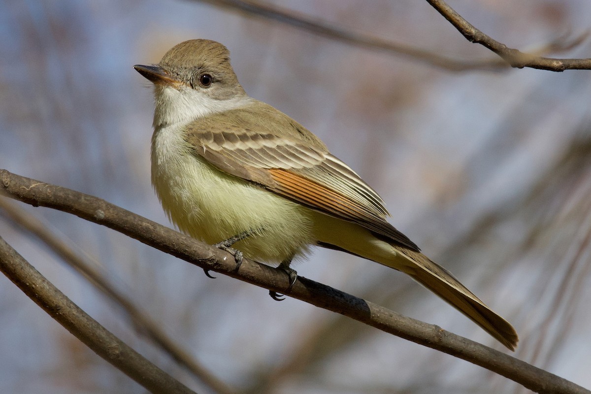 Ash-throated Flycatcher - ML645341138