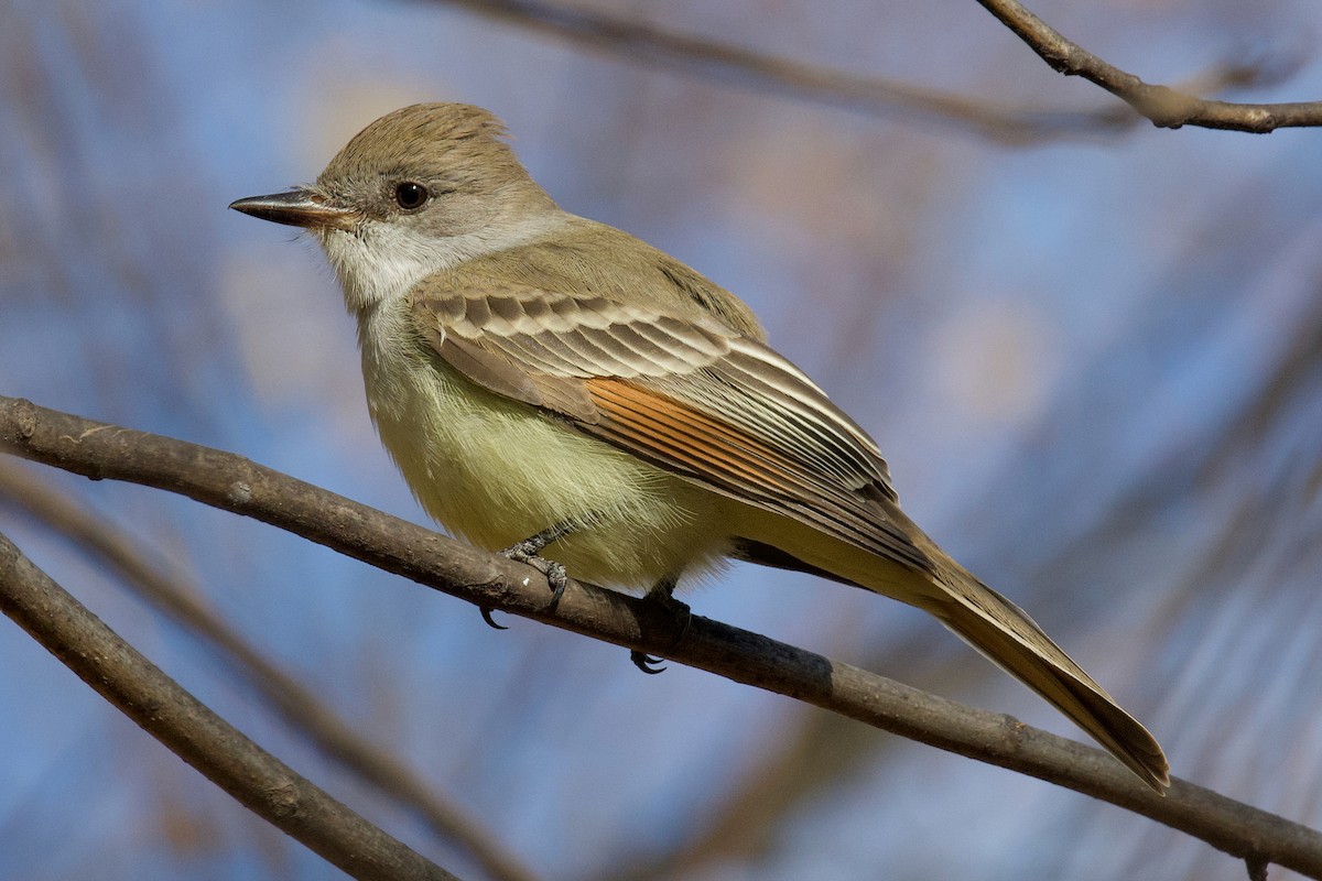 Ash-throated Flycatcher - ML645341139