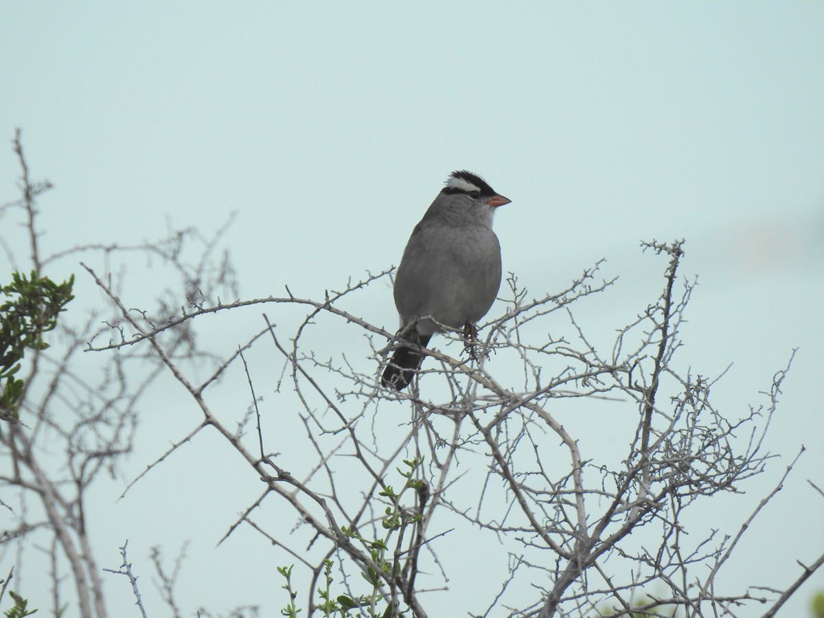 Chingolo Coroniblanco - ML645341140