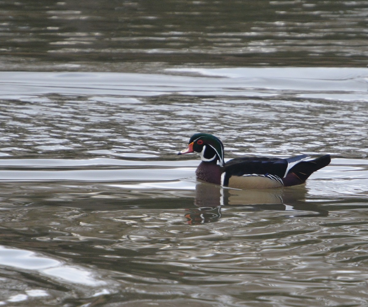Canard branchu - ML645341141
