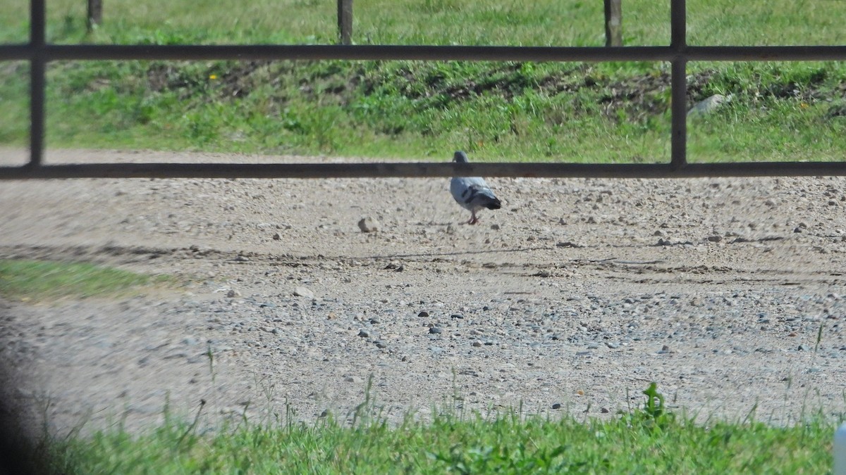 Paloma Bravía (variedad doméstica) - ML645341144