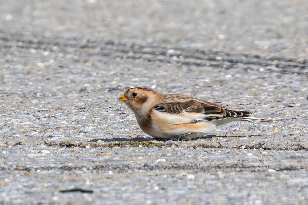 Snow Bunting - ML645341159