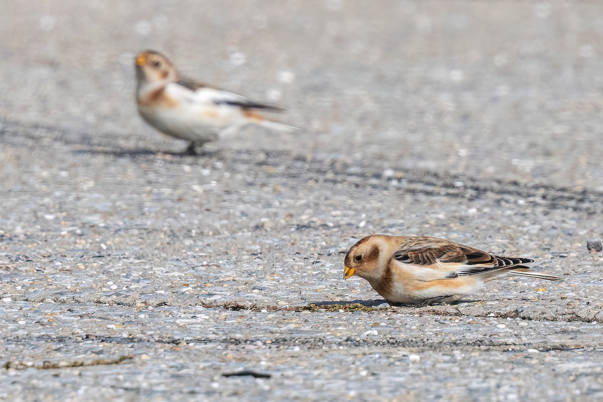 Snow Bunting - ML645341161