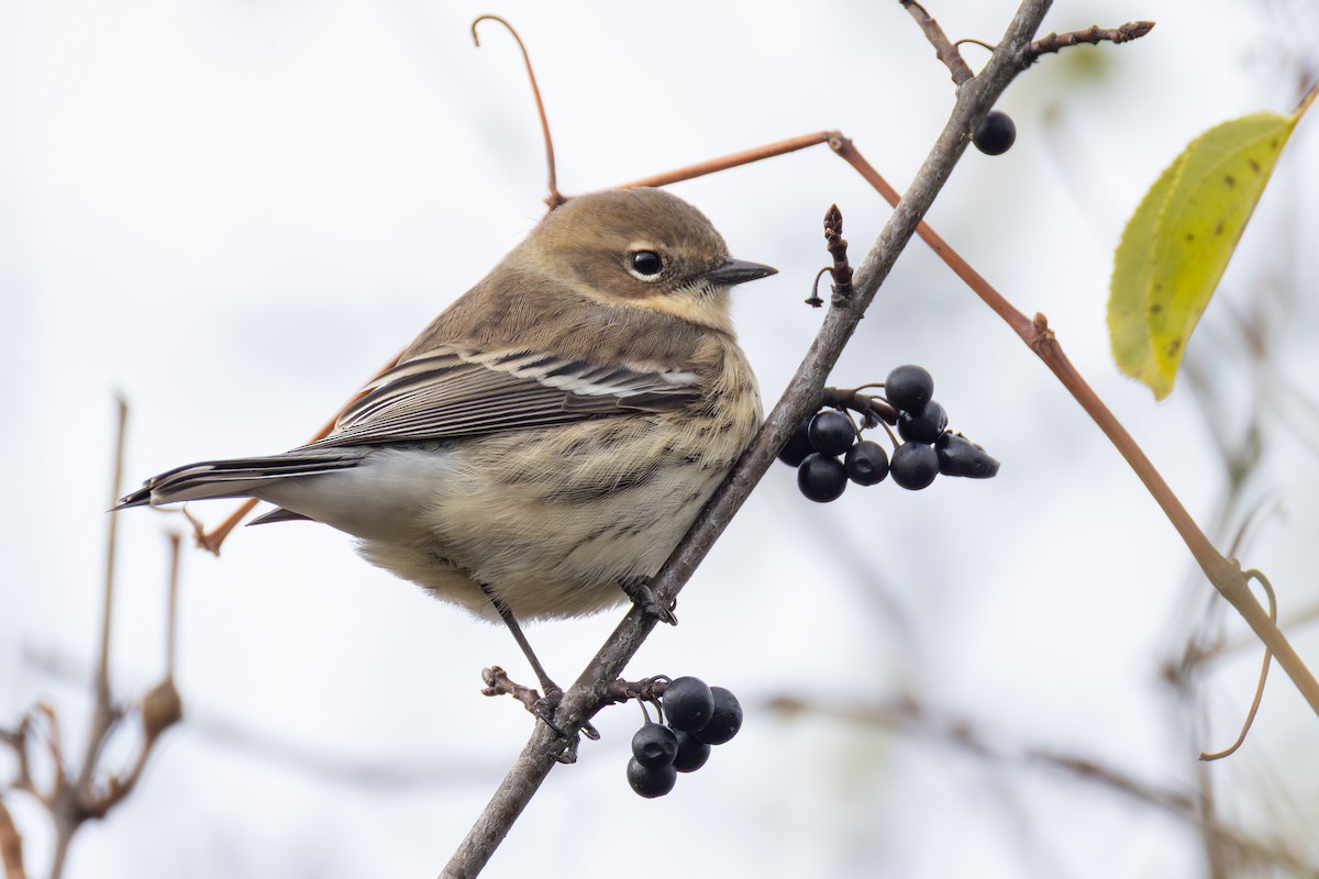Reinita Coronada - ML645341169