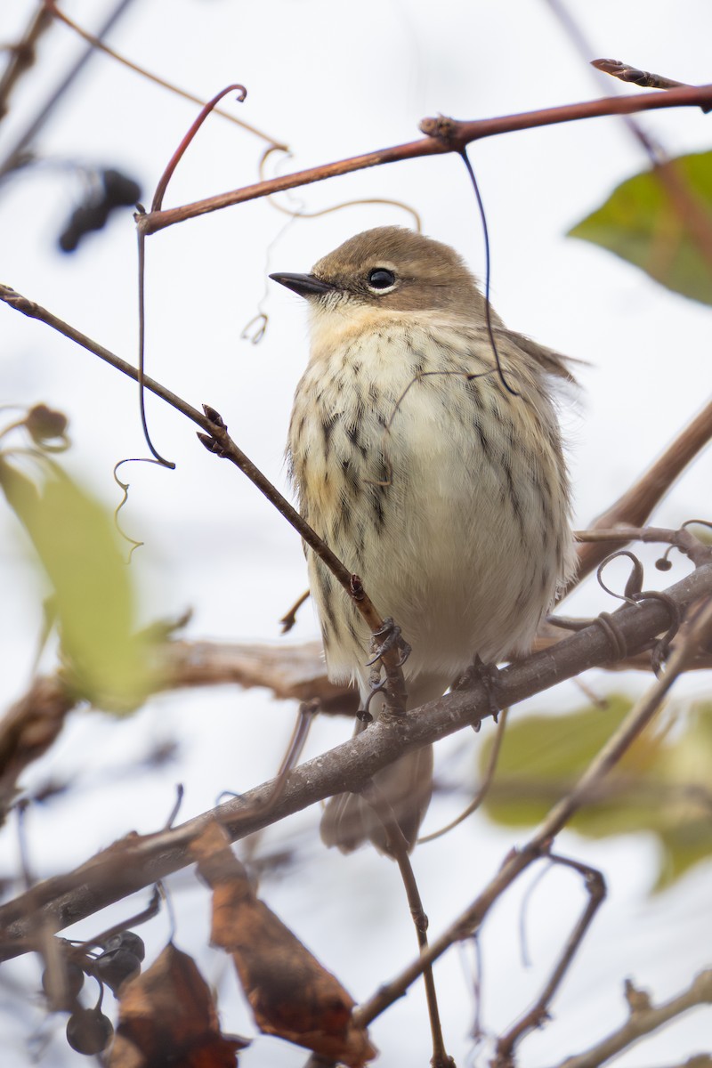 Reinita Coronada - ML645341170