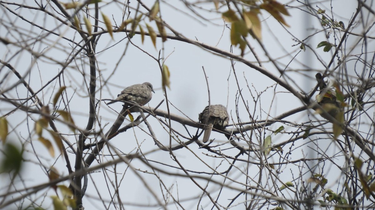 Tortolita Mexicana - ML645341171
