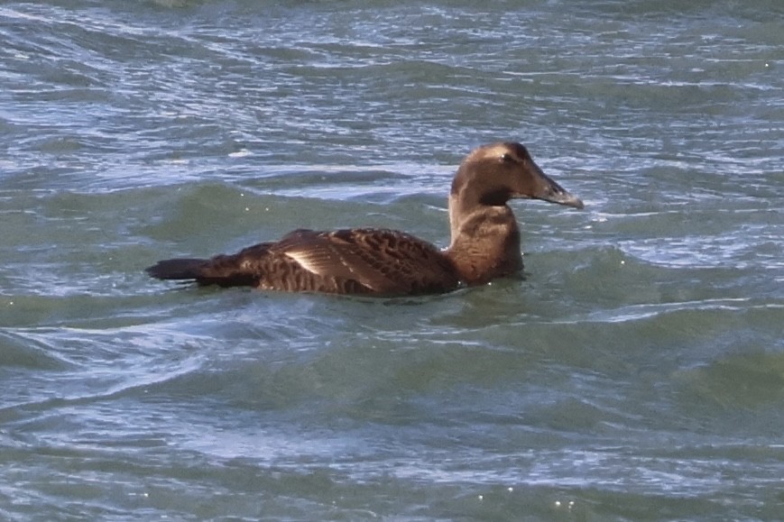 Éider Común - ML645341174