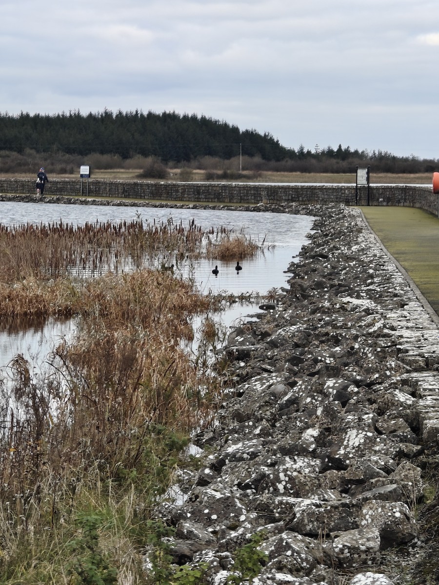 Focha Común - ML645341175