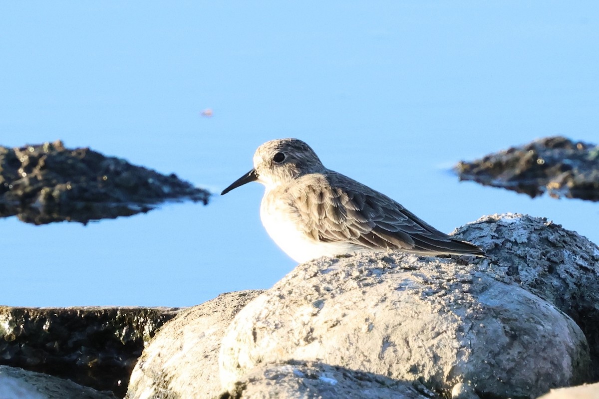 Correlimos Menudillo - ML645341176