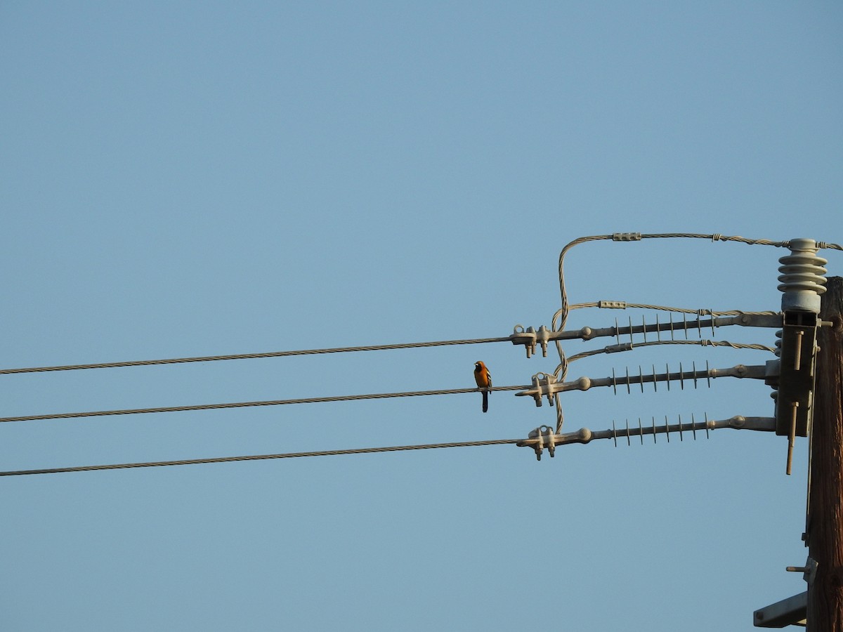 Turpial Enmascarado - ML645341177