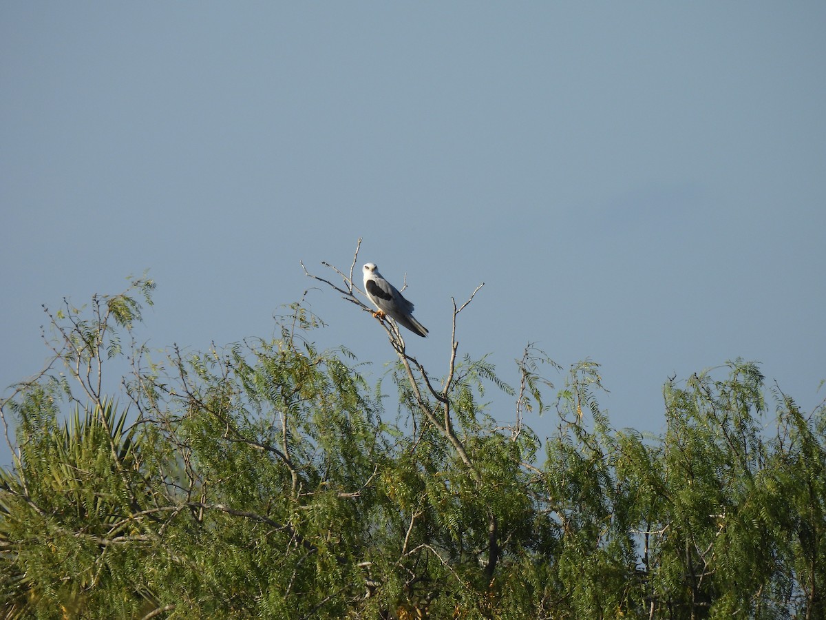 Elanio Maromero - ML645341178