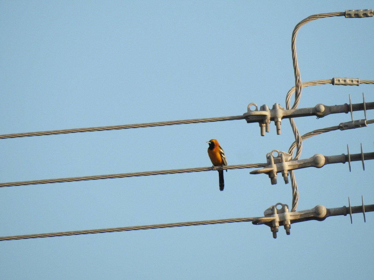 Turpial Enmascarado - ML645341179