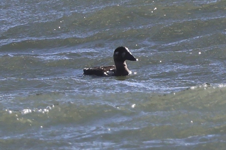 Negrón Careto - ML645341180