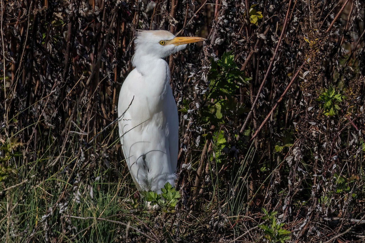Western Cattle-Egret - ML645341182