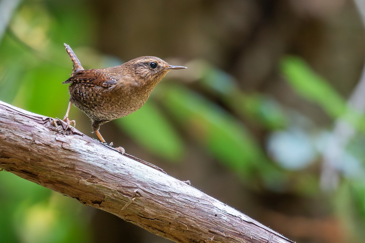 Chochín del Pacífico (pacificus) - ML645341183
