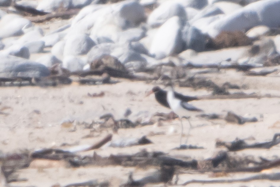 Cigüeñuela Común - ML645341184