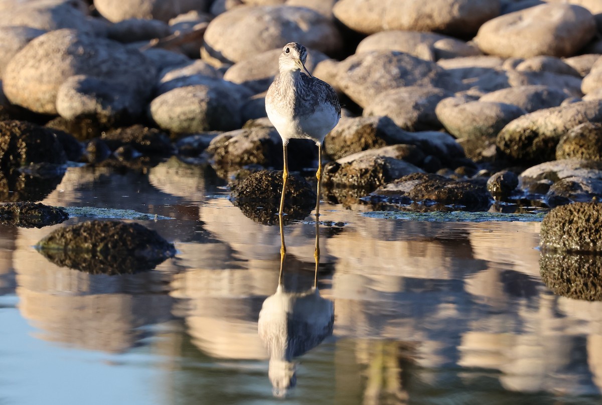 Archibebe Patigualdo Grande - ML645341185