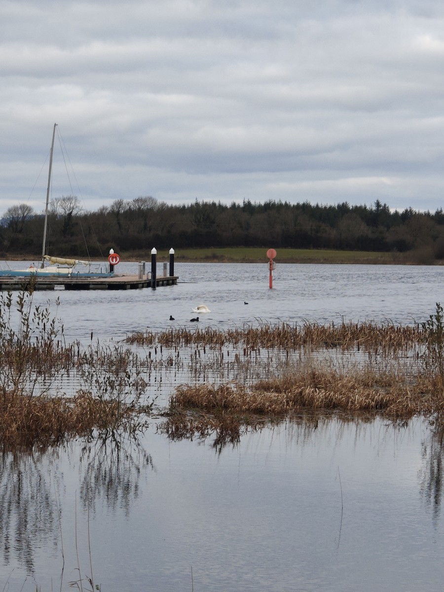 Focha Común - ML645341186