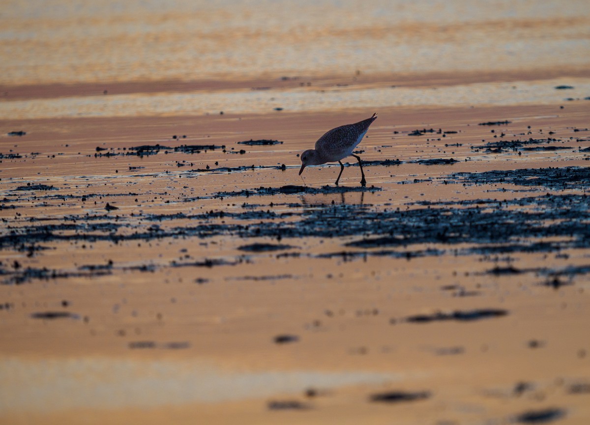Chorlito Gris - ML645341188