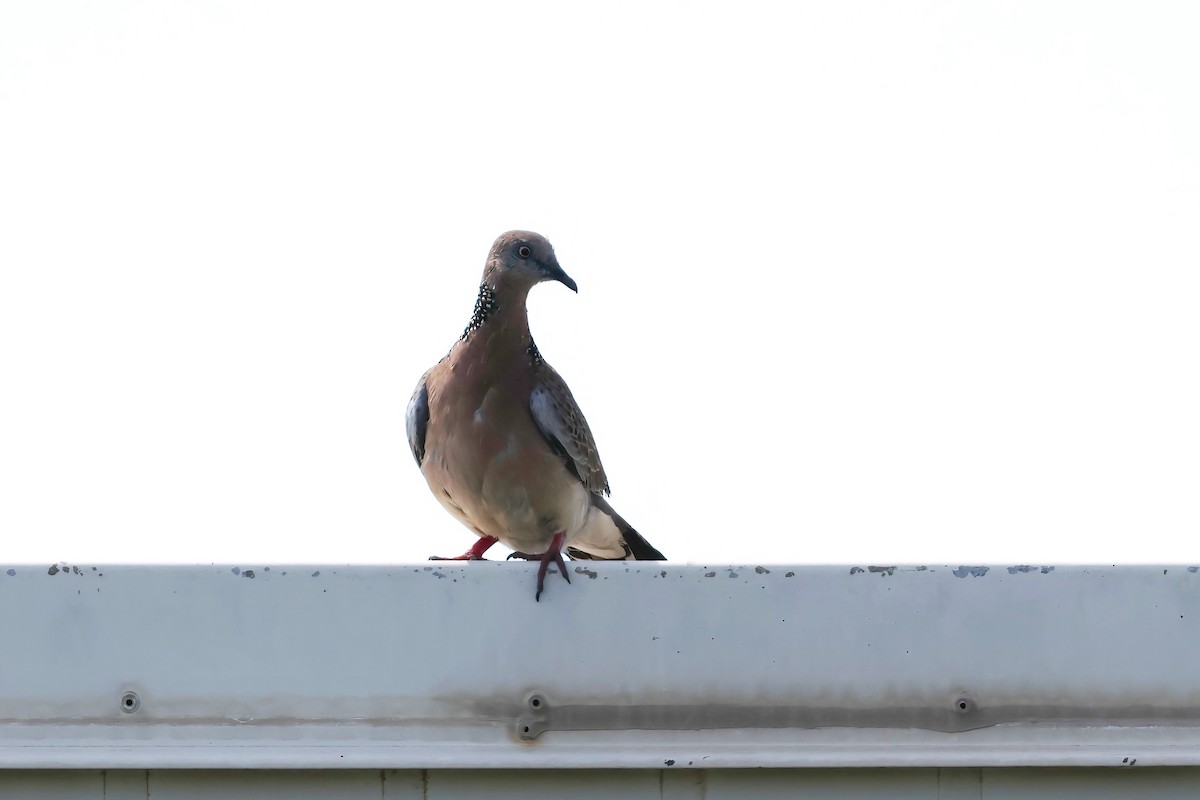 Tórtola Moteada - ML645341189