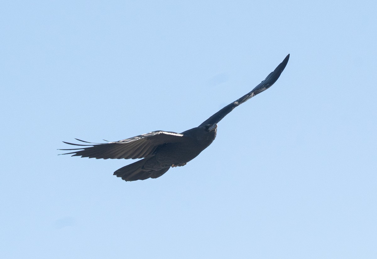 Chihuahuan Raven - ML645341190