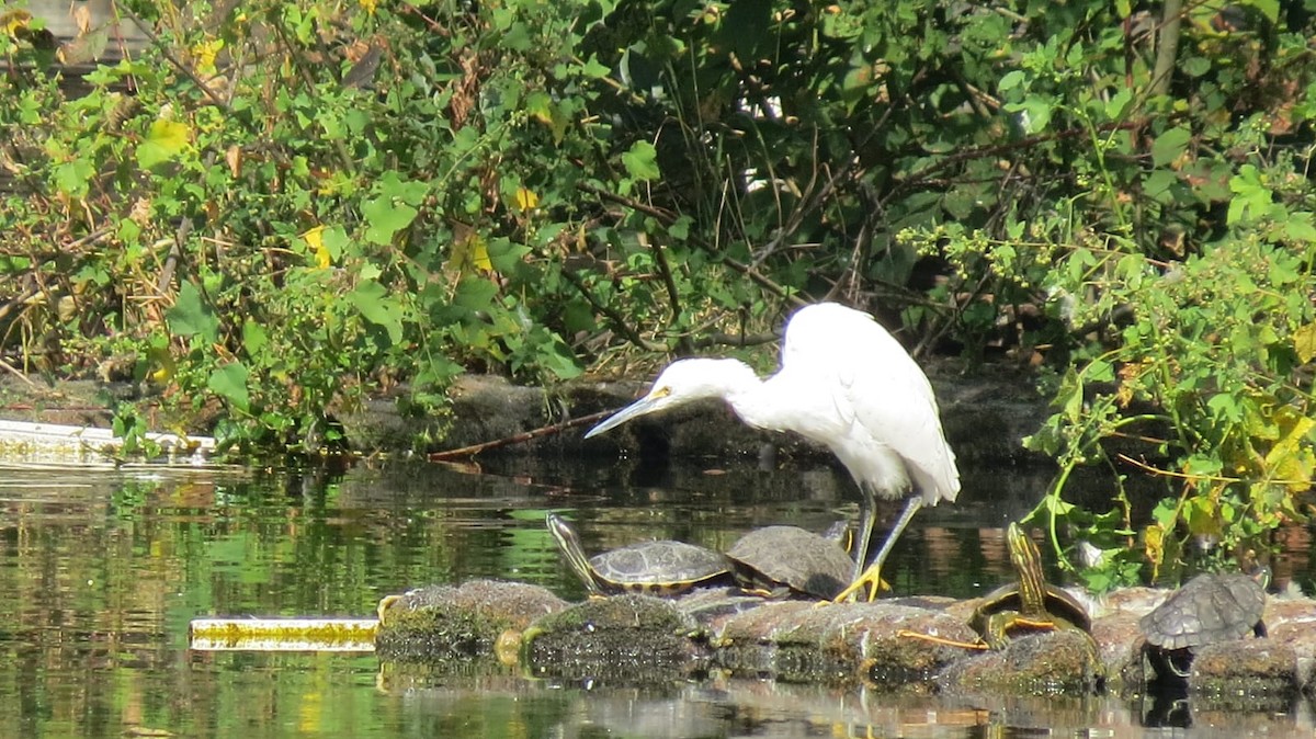 Garceta Nívea - ML645341194
