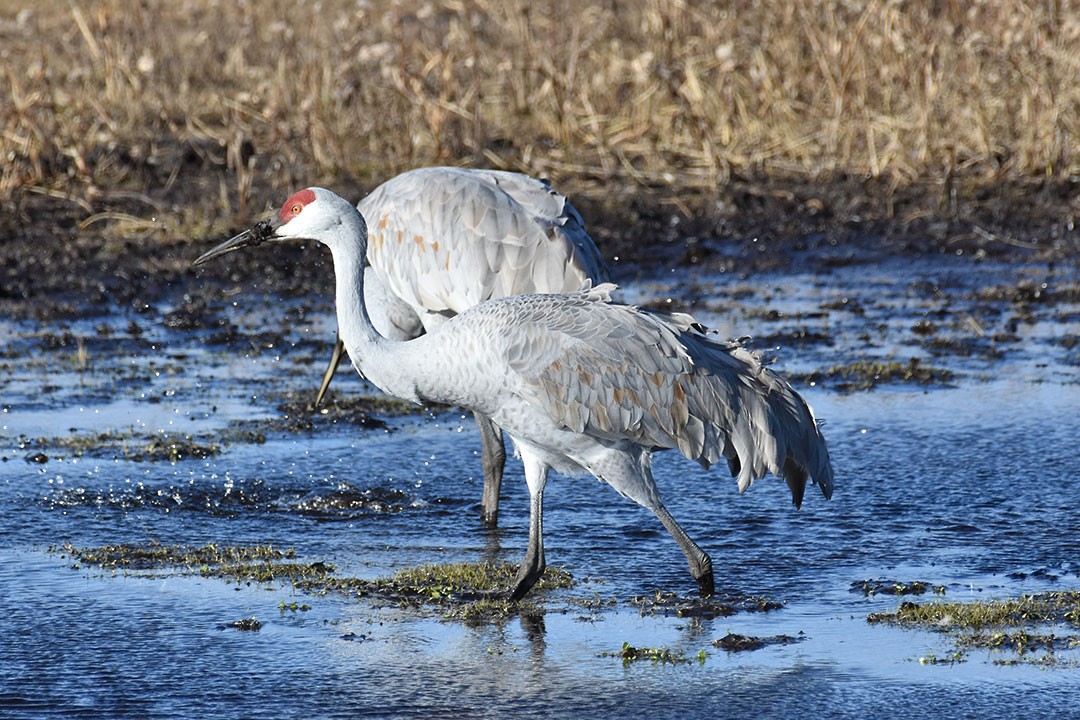 Sandhill Crane - ML645341235