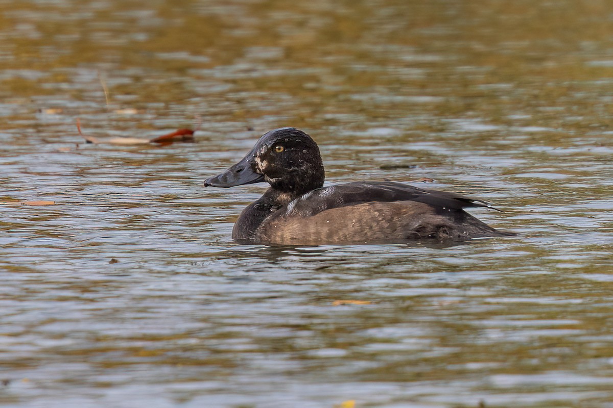 Greater Scaup - ML645341238