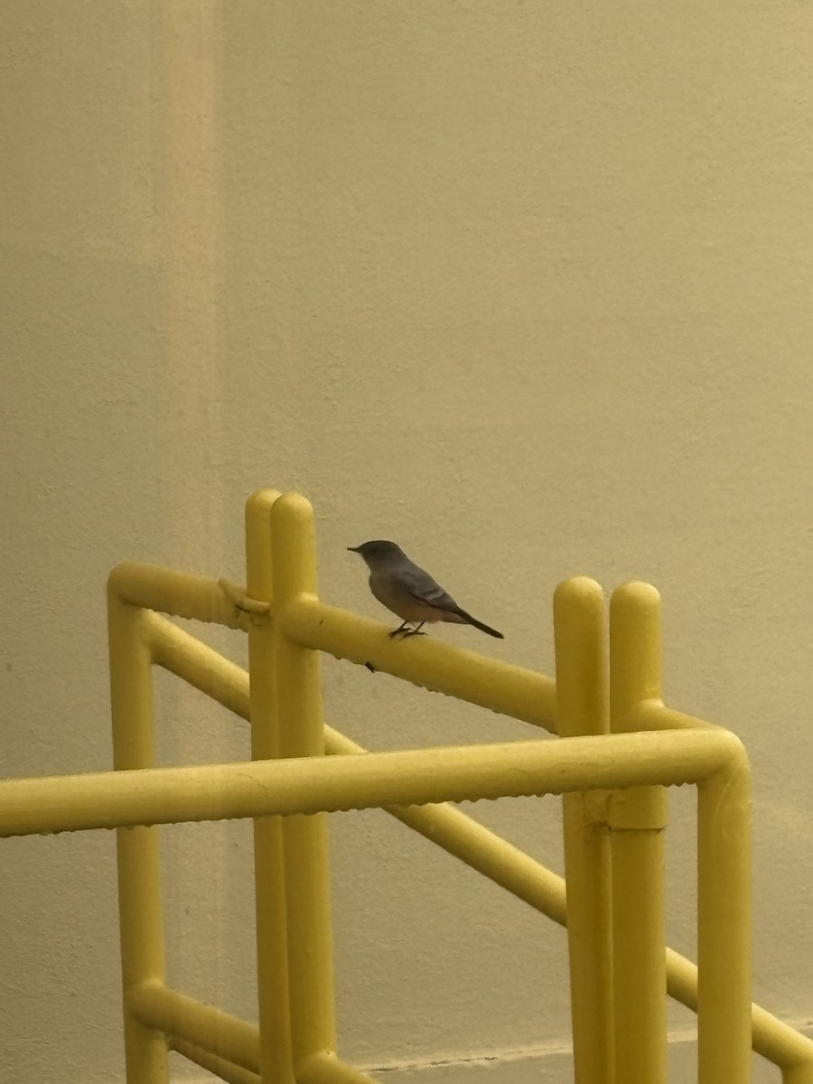 Say's Phoebe - ML645341240