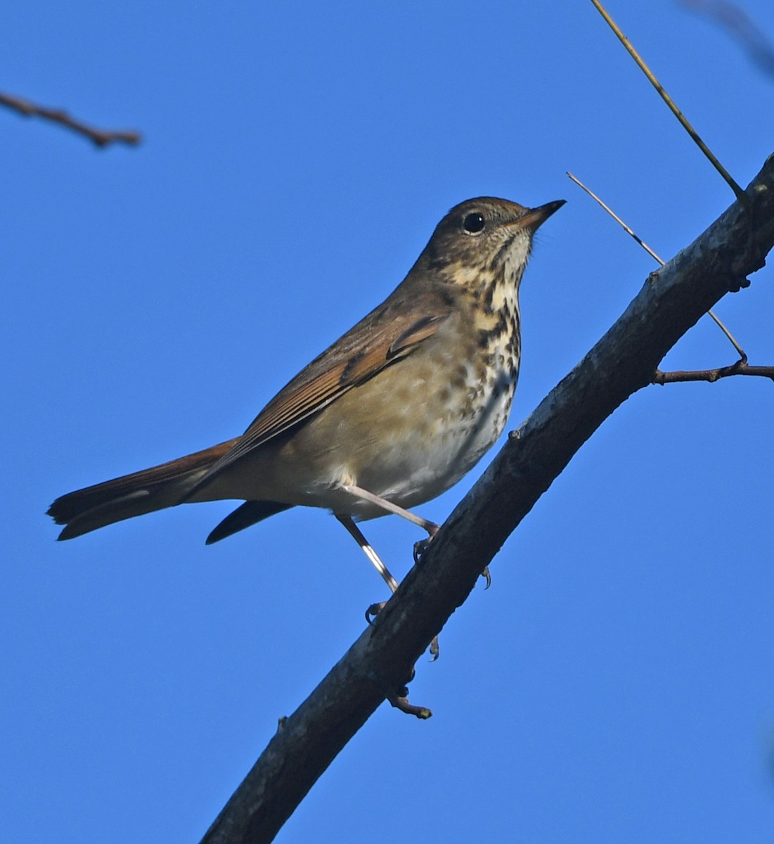 Hermit Thrush - ML645341241