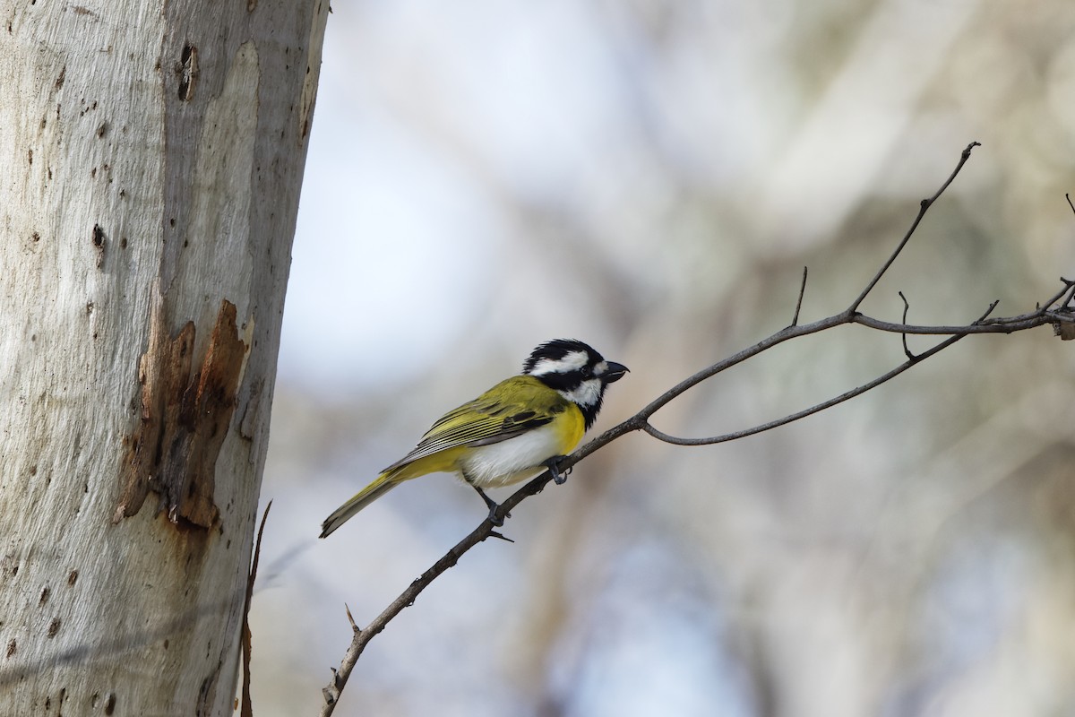 Western Shrike-tit - ML645341256