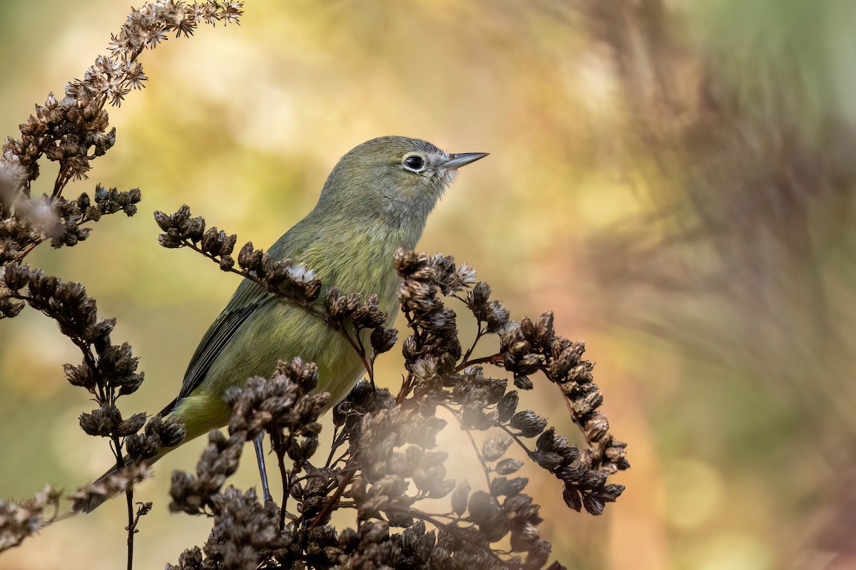 Orange-crowned Warbler - ML645341271