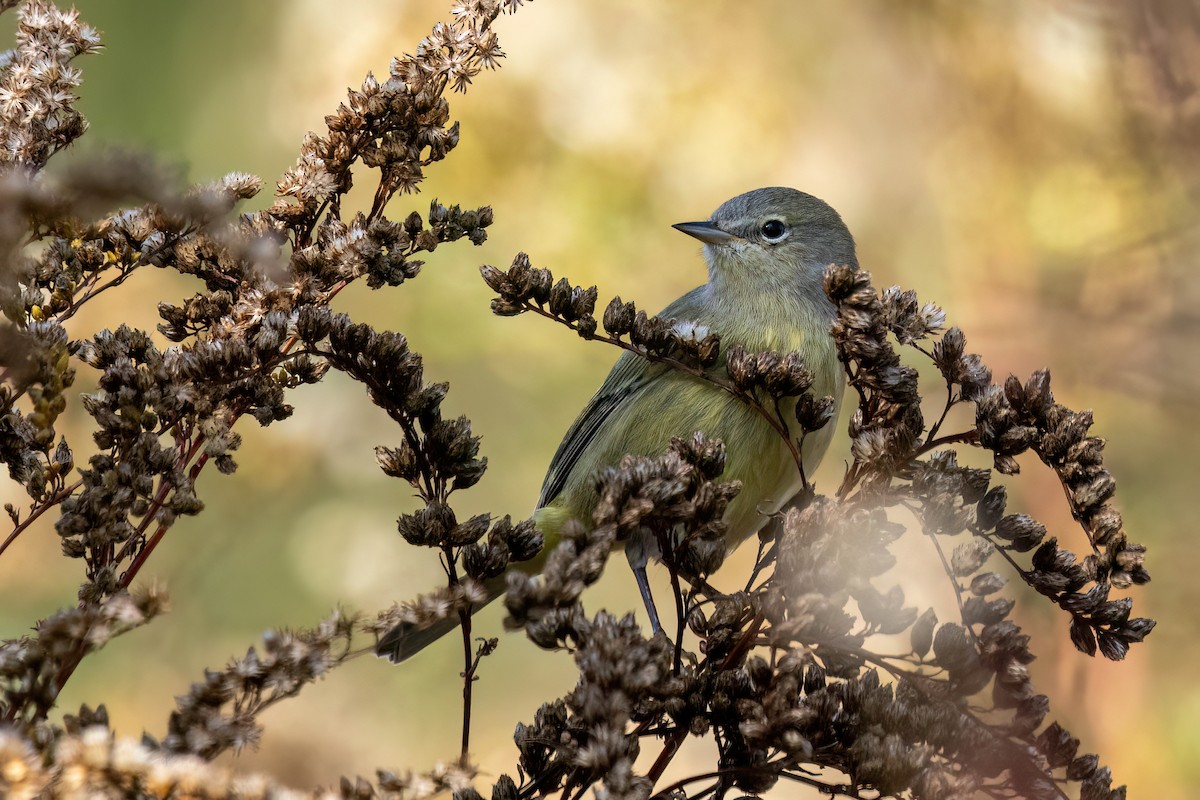 Orange-crowned Warbler - ML645341272
