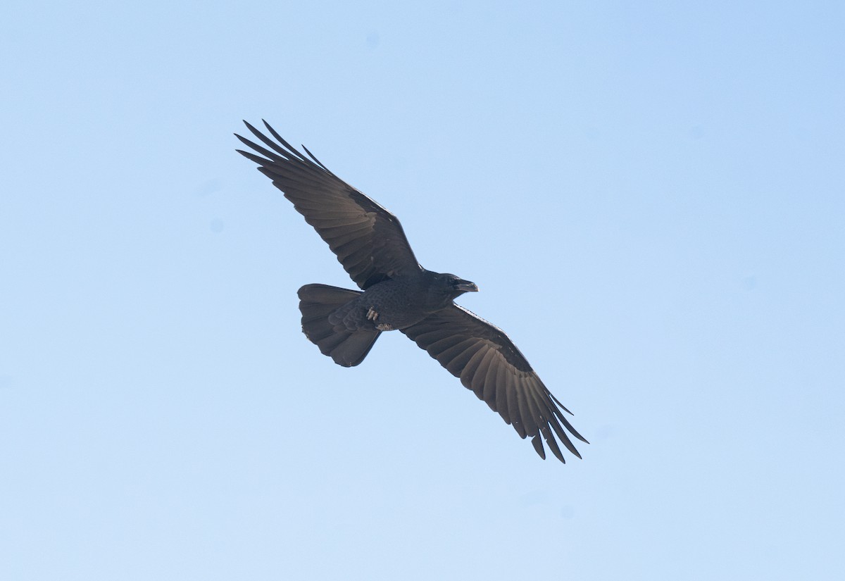 Chihuahuan Raven - ML645341273