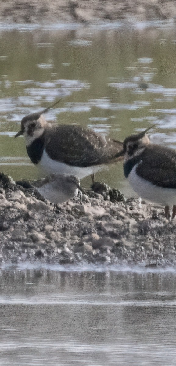 jespák tundrový - ML645341276