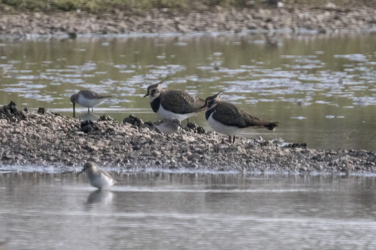 jespák tundrový - ML645341277