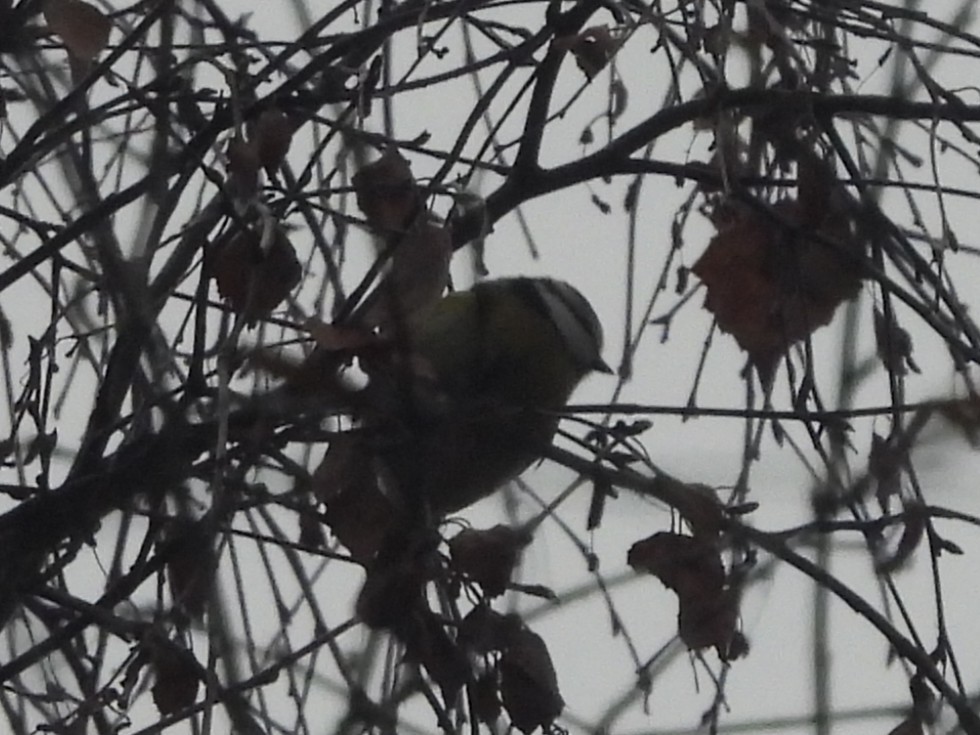 sýkora modřinka - ML645341287