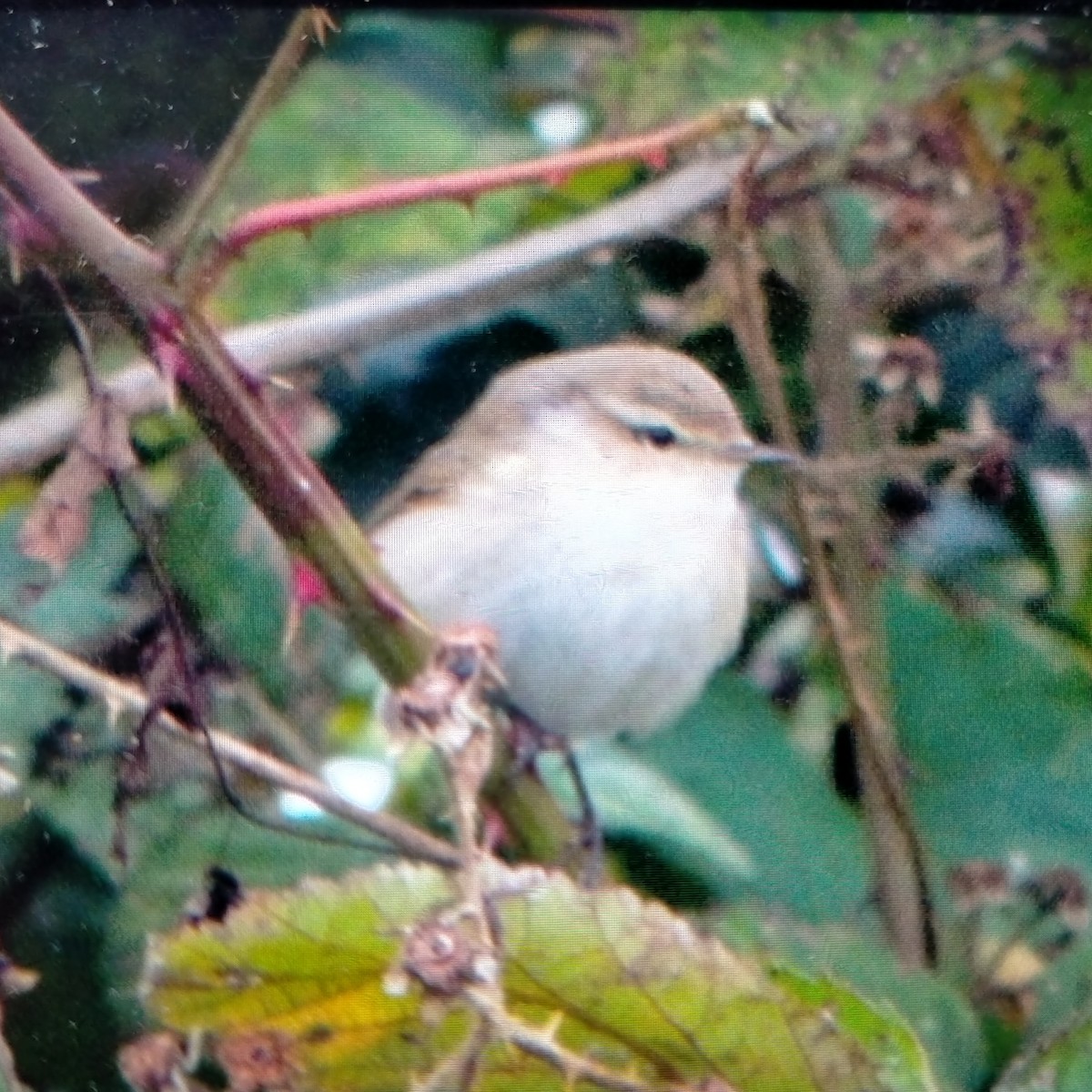 Common Chiffchaff (Siberian) - ML645341299