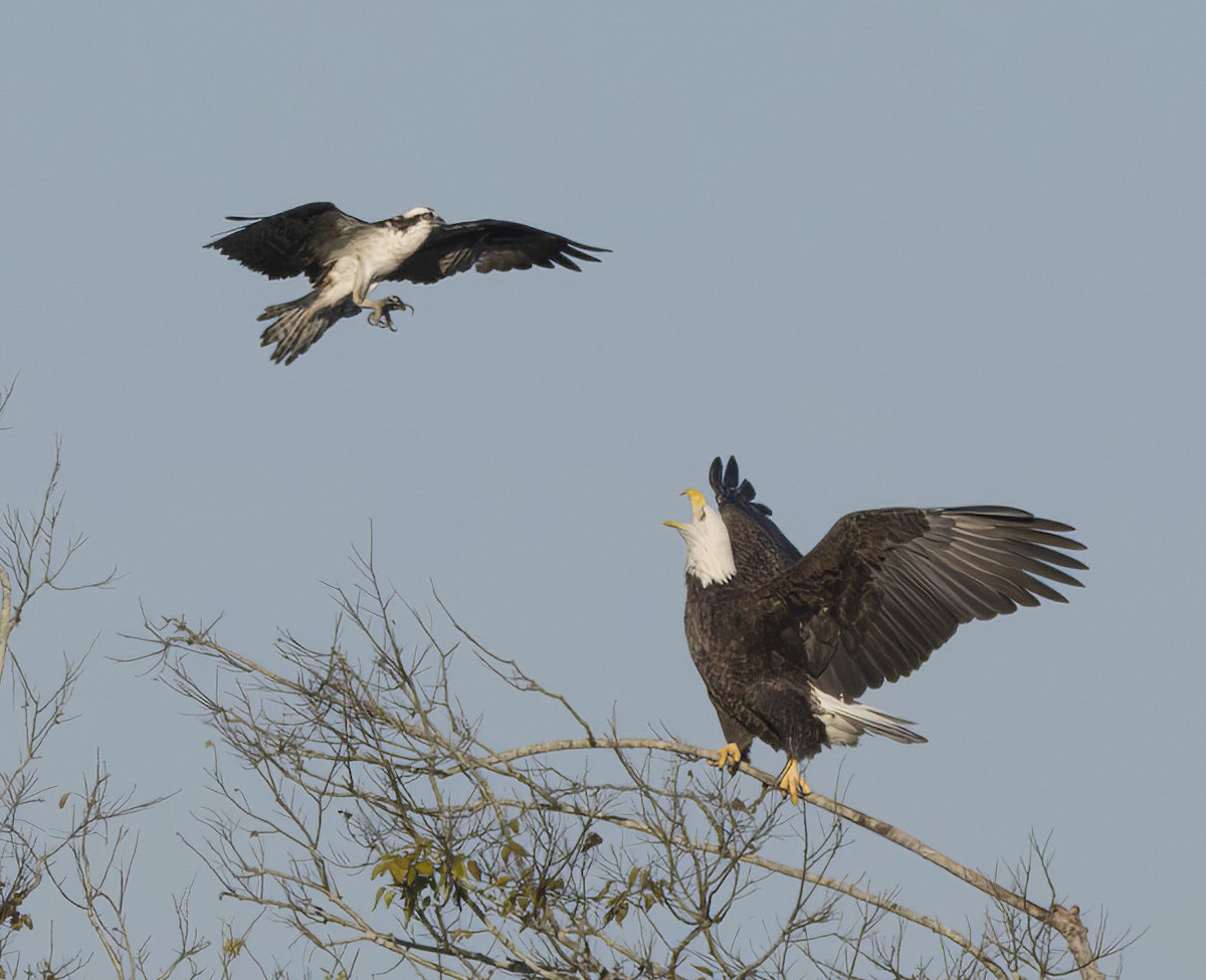 Bald Eagle - ML645341304