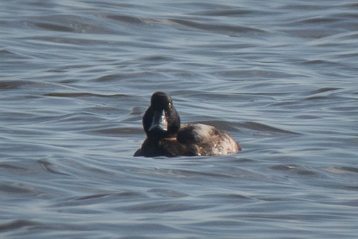 Greater Scaup - ML645341305