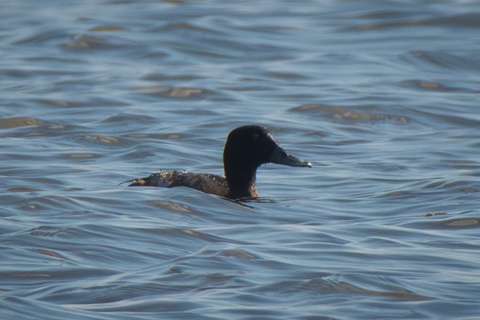 Greater Scaup - ML645341306
