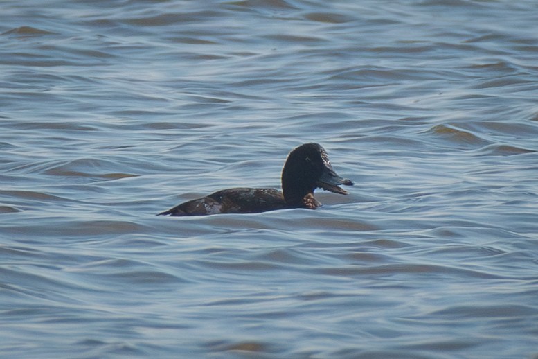 Greater Scaup - ML645341307