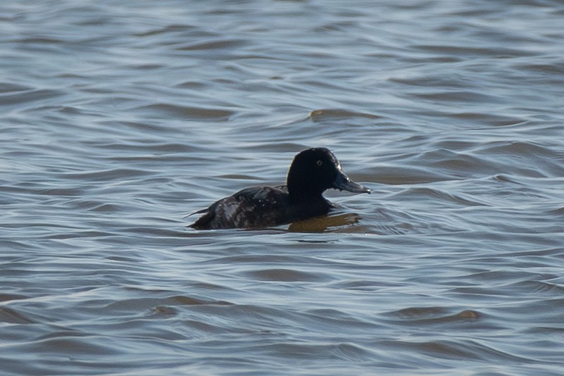 Greater Scaup - ML645341308