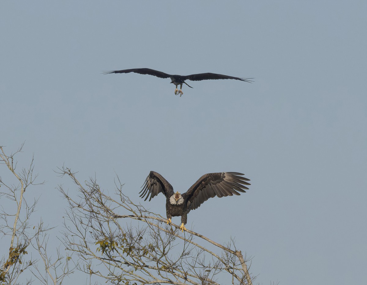 Bald Eagle - ML645341326