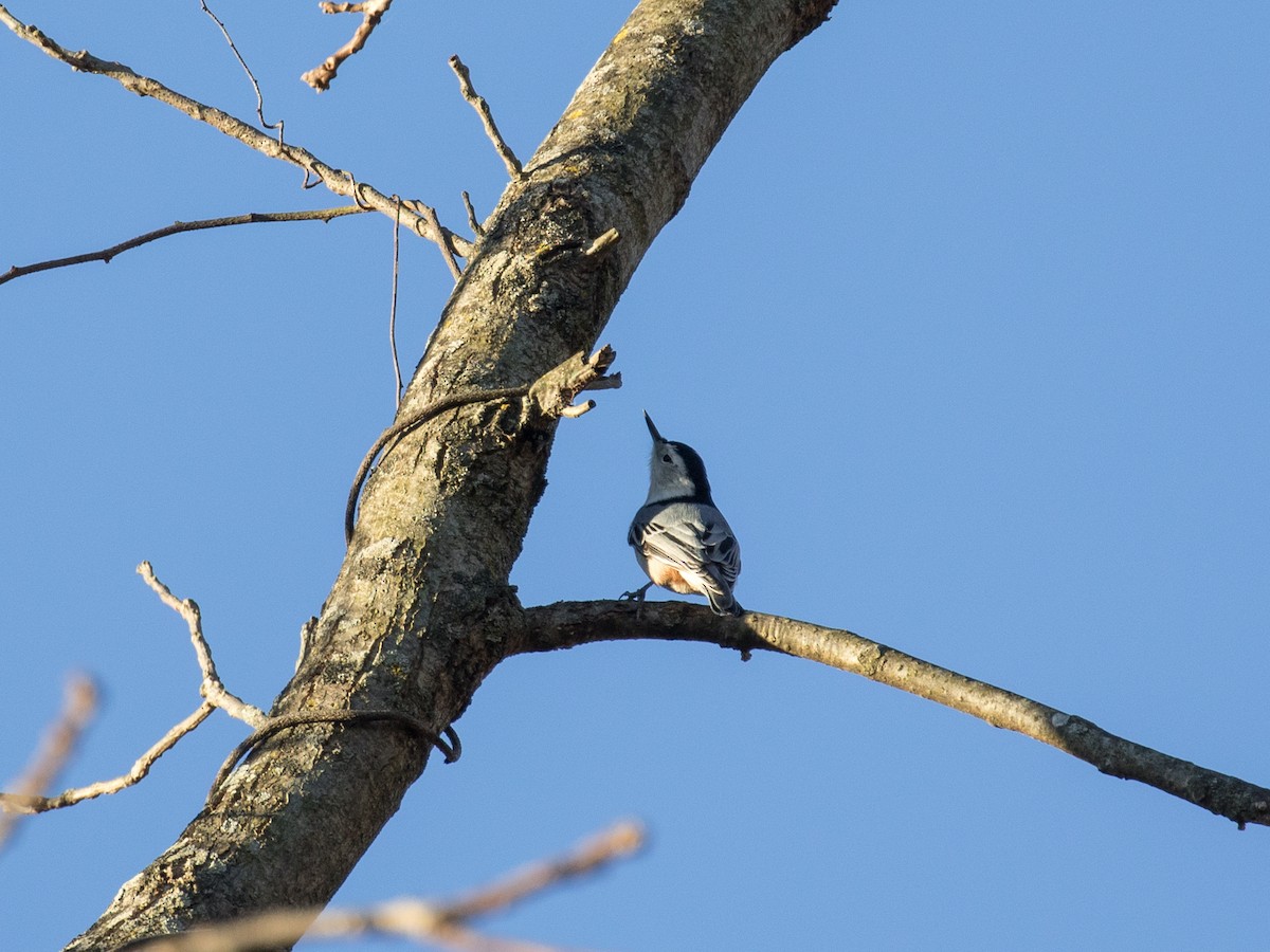 brhlík běloprsý - ML645341346