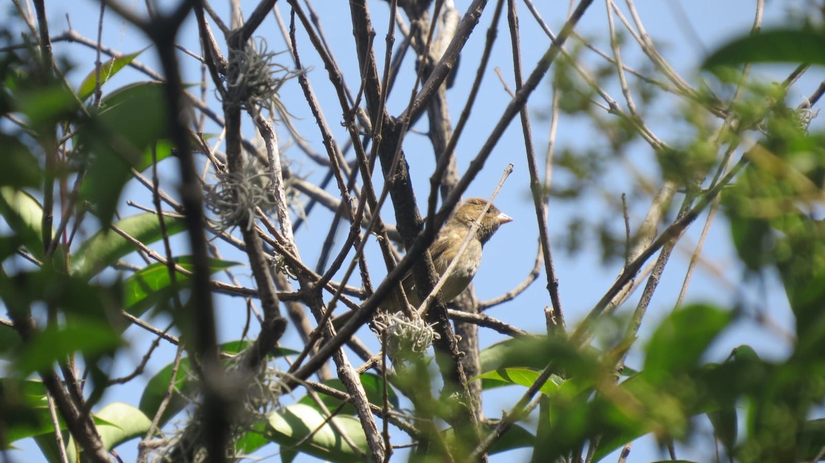 Indigo Bunting - ML645341367